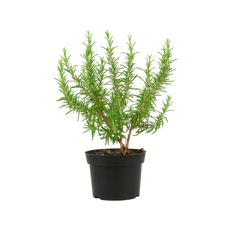 Rosemary Live Plant 8'' Tall - Culinary Herb, Ready to Plant