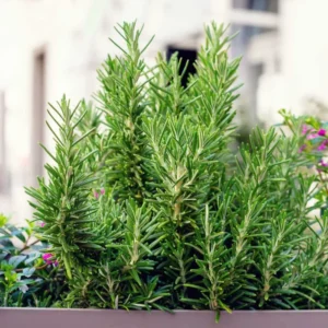 Rosemary Herb Plant 6-8 Inch Tall - Culinary & Garden Aromatic Herb