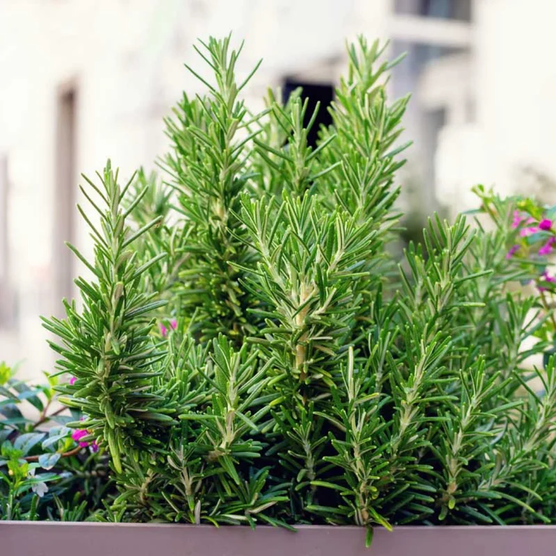 Rosemary Herb Plant 6-8 Inch Tall - Culinary & Garden Aromatic Herb