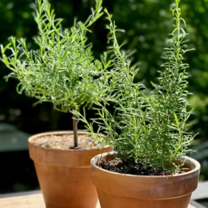 Rosemary Herb Plant 6-8 Inch Tall - Culinary & Garden Aromatic Herb