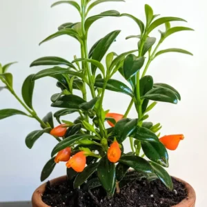 Goldfish Plant Live Houseplant 5-7'' - Container & Hanging Basket