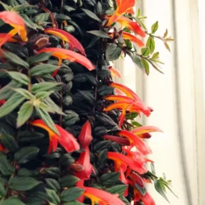 Goldfish Plant Live Houseplant 5-7'' - Container & Hanging Basket