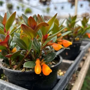 Goldfish Plant Live Houseplant 5-7'' - Container & Hanging Basket