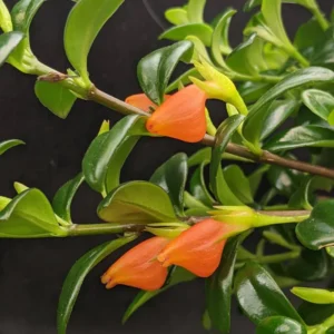 Goldfish Plant Live Houseplant 5-7'' - Container & Hanging Basket