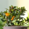 Goldfish Plant Live Indoor Houseplant 7 Inch - Rare Blooming Variety