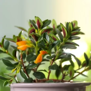 Goldfish Plant Live Indoor Houseplant 7 Inch - Rare Blooming Variety