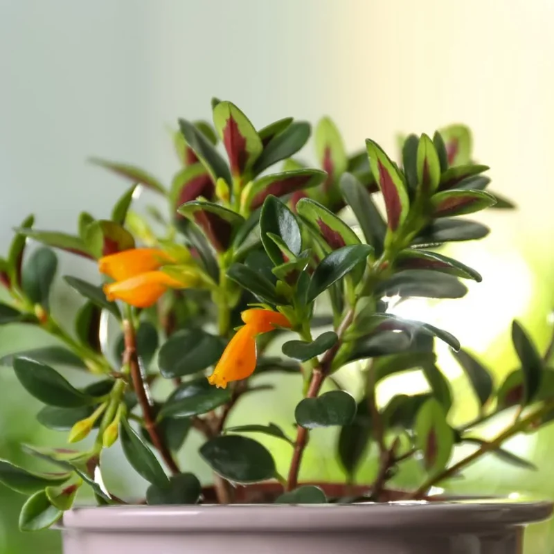 Goldfish Plant Live Indoor Houseplant 7 Inch - Rare Blooming Variety