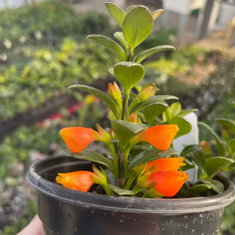 Goldfish Plant Live Indoor Houseplant 7 Inch - Rare Blooming Variety