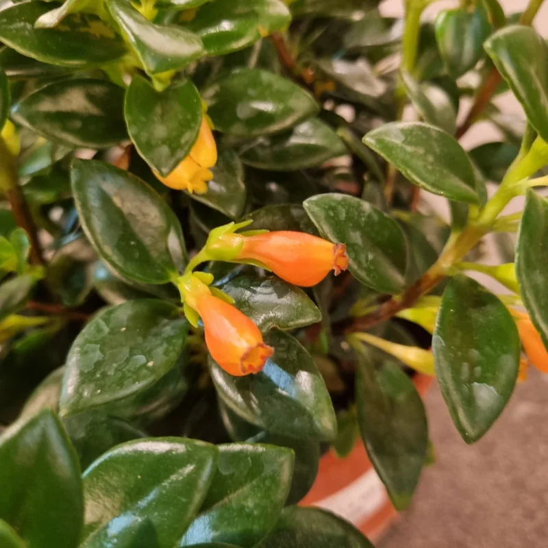 Goldfish Plant Live Indoor Houseplant 7 Inch - Rare Blooming Variety