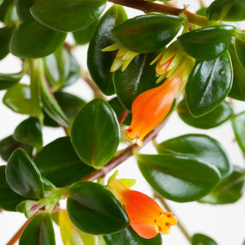 Goldfish Plant Live Indoor Houseplant 7 Inch - Rare Blooming Variety