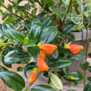 Goldfish Plant Live Indoor Houseplant 7 Inch - Rare Blooming Variety