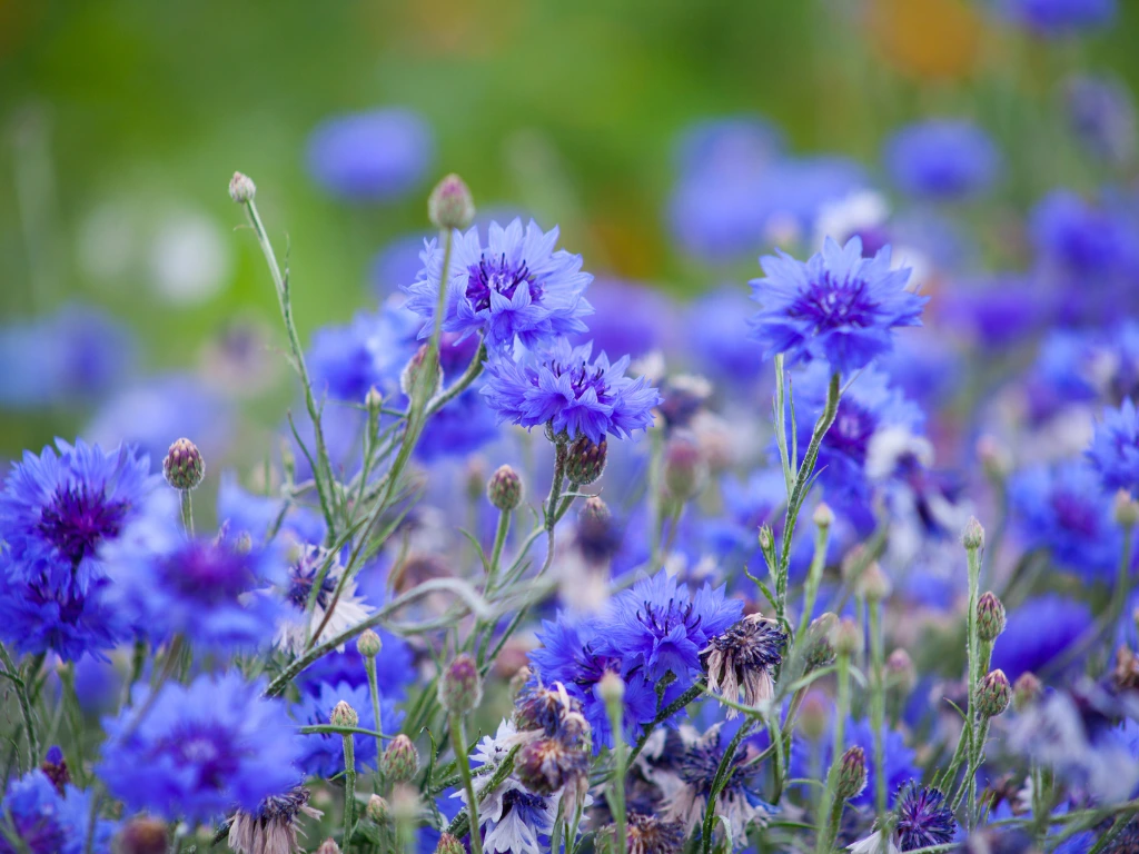 Cornflower