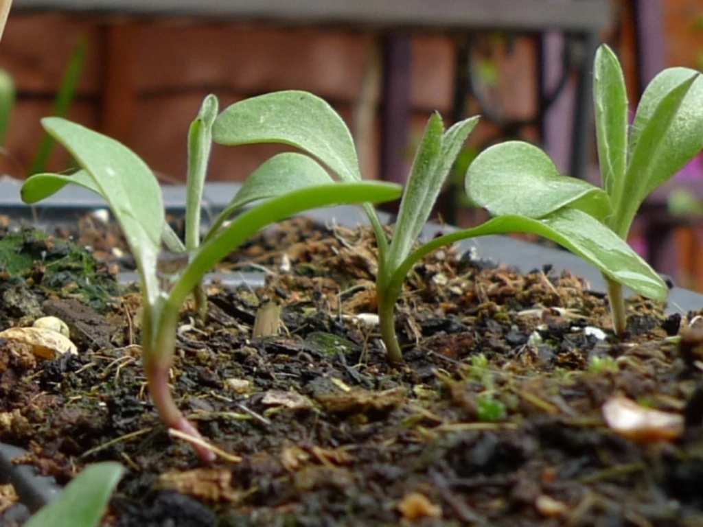 Cornflower seedlings