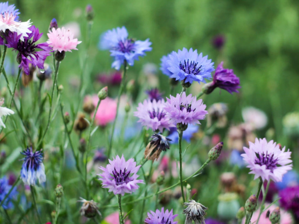 growing Cornflower flowers