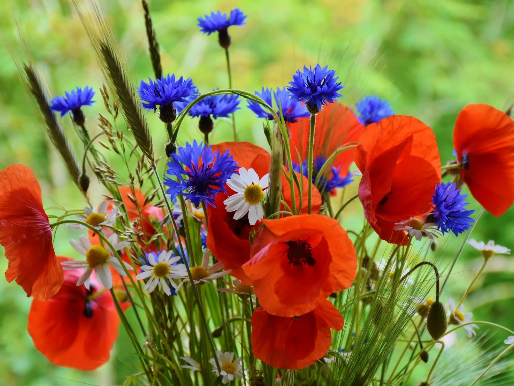 Cornflower and other flowers