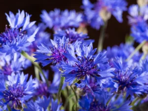 growing cornflowers