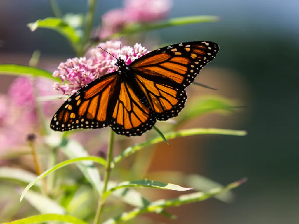Caring for Milkweed: Grow This Butterfly Magnet with Ease