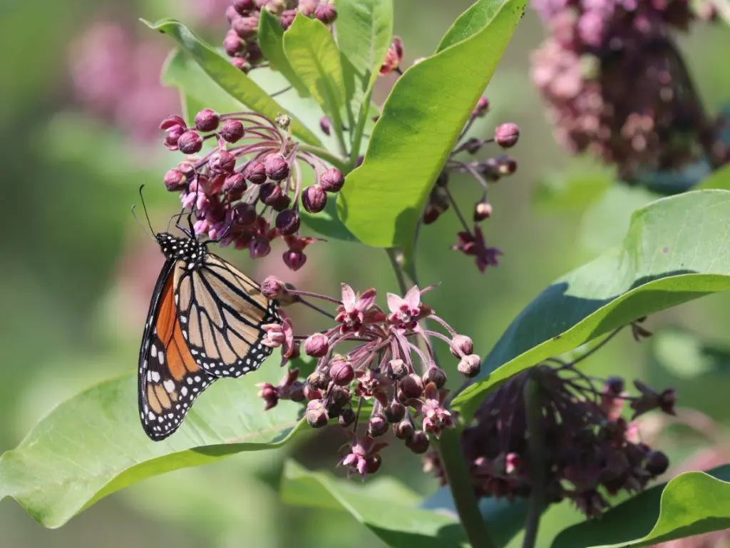 Milkweed and butterfly