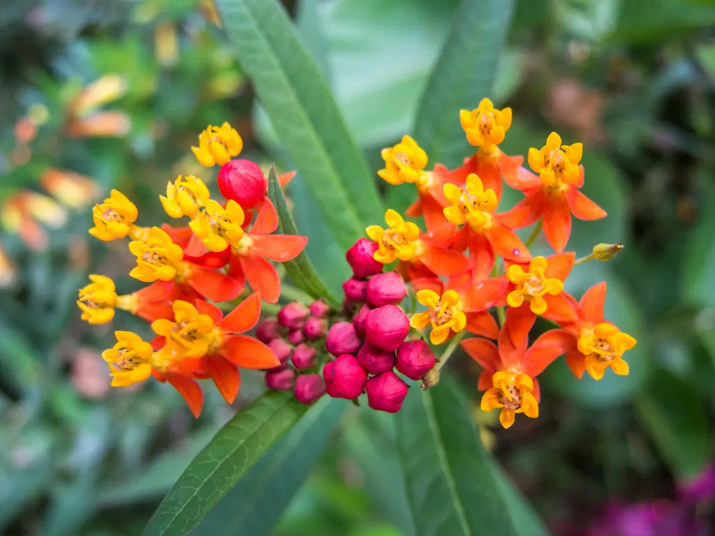 Milkweed plant
