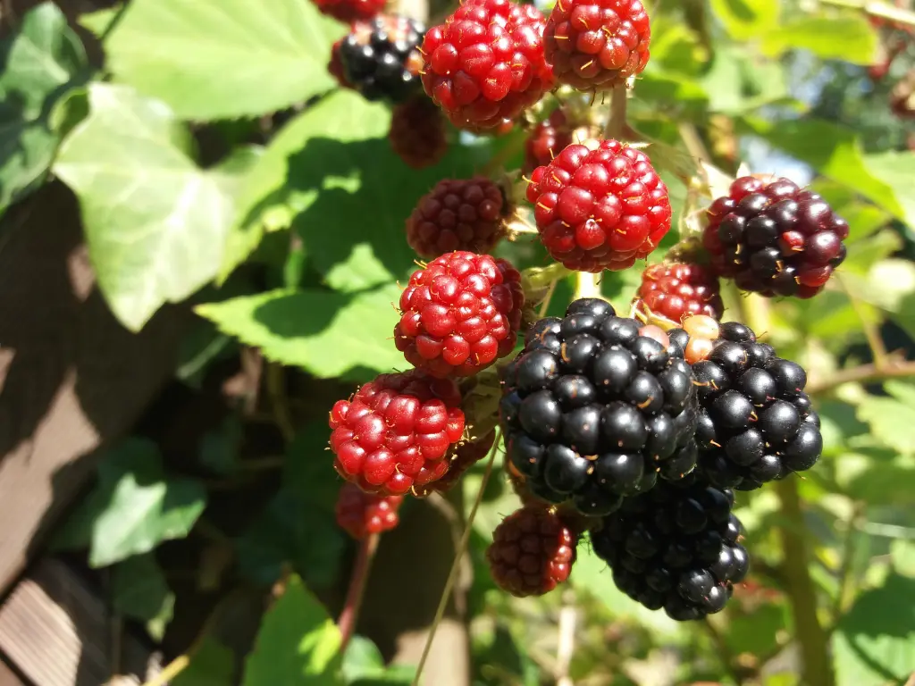 Thornless Blackberry