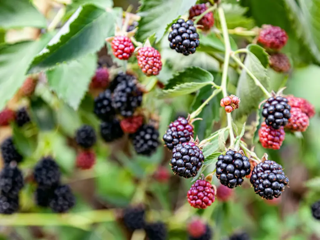 Caring for Thornless Blackberry Bushes: A Complete Guide for Gardeners