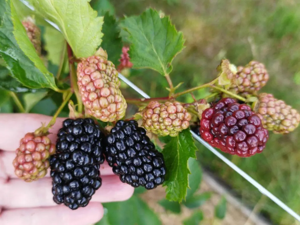 Thornless Blackberries