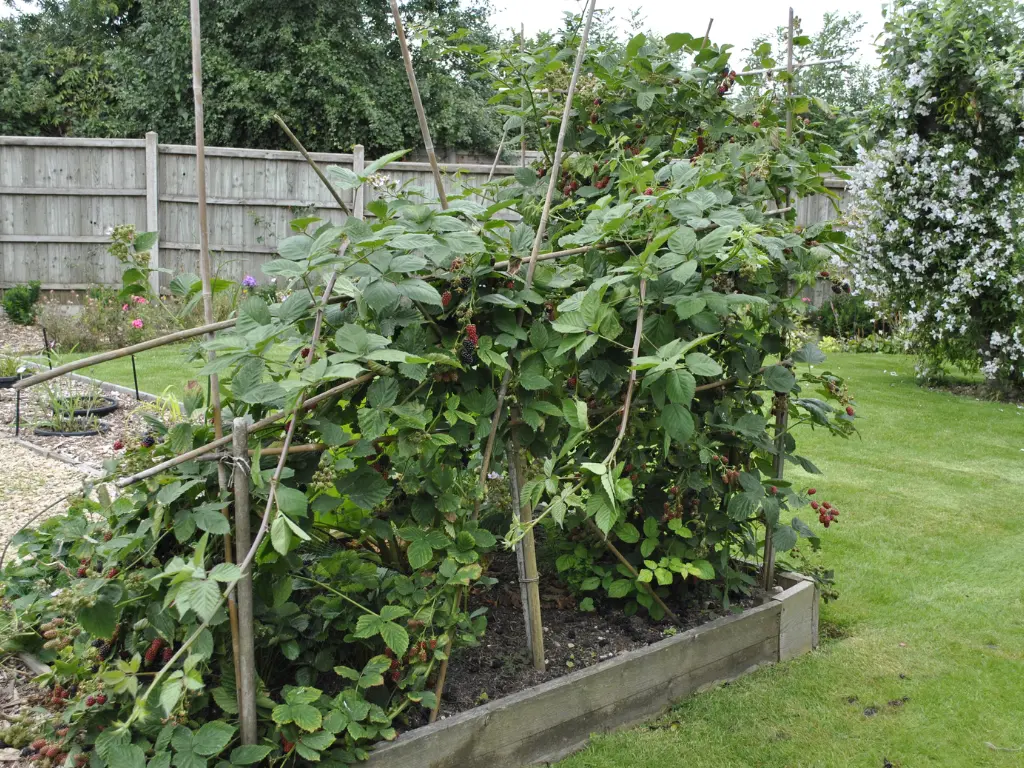 caring for Thornless Blackberry Bushes