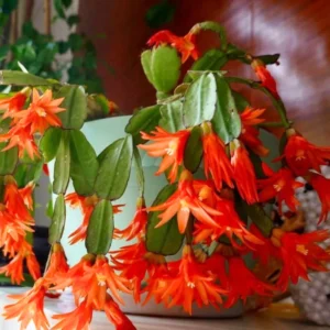 Easter Cactus Plants Live, Starter Holiday Cactus Plant, 5-9" Tall, Assorted Colors, No Pot