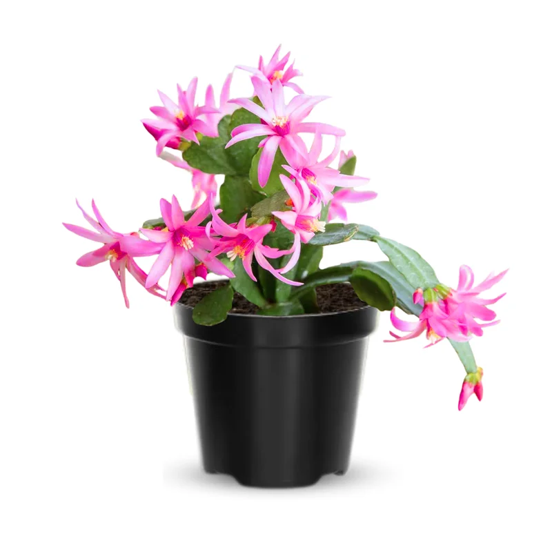 Easter Cactus Plants Live, Starter Holiday Cactus Plant, 5-9" Tall, Assorted Colors, No Pot