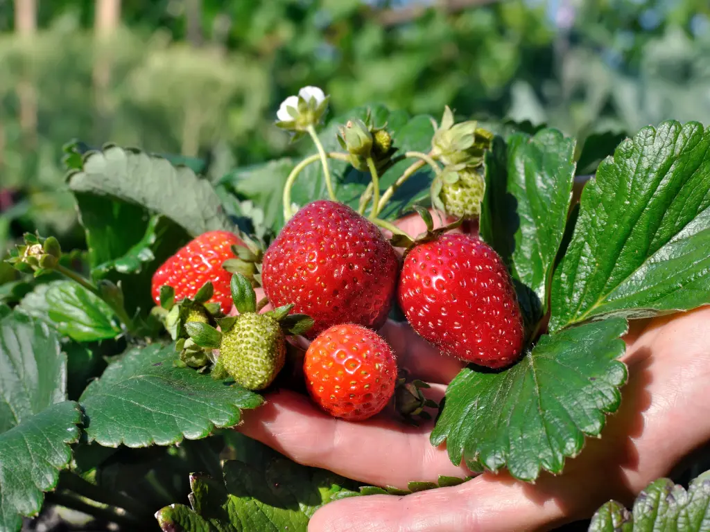 Close-up of ripe, red strawberries on the vine, waiting to be harvested.