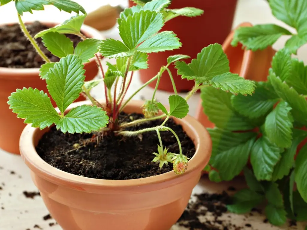 How to Successfully Plant Bare Root Strawberries in Containers