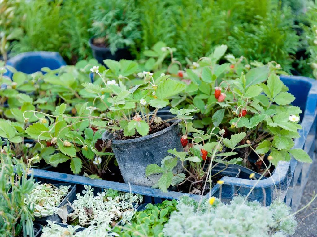 Plant Bare Root Strawberries in Containers
