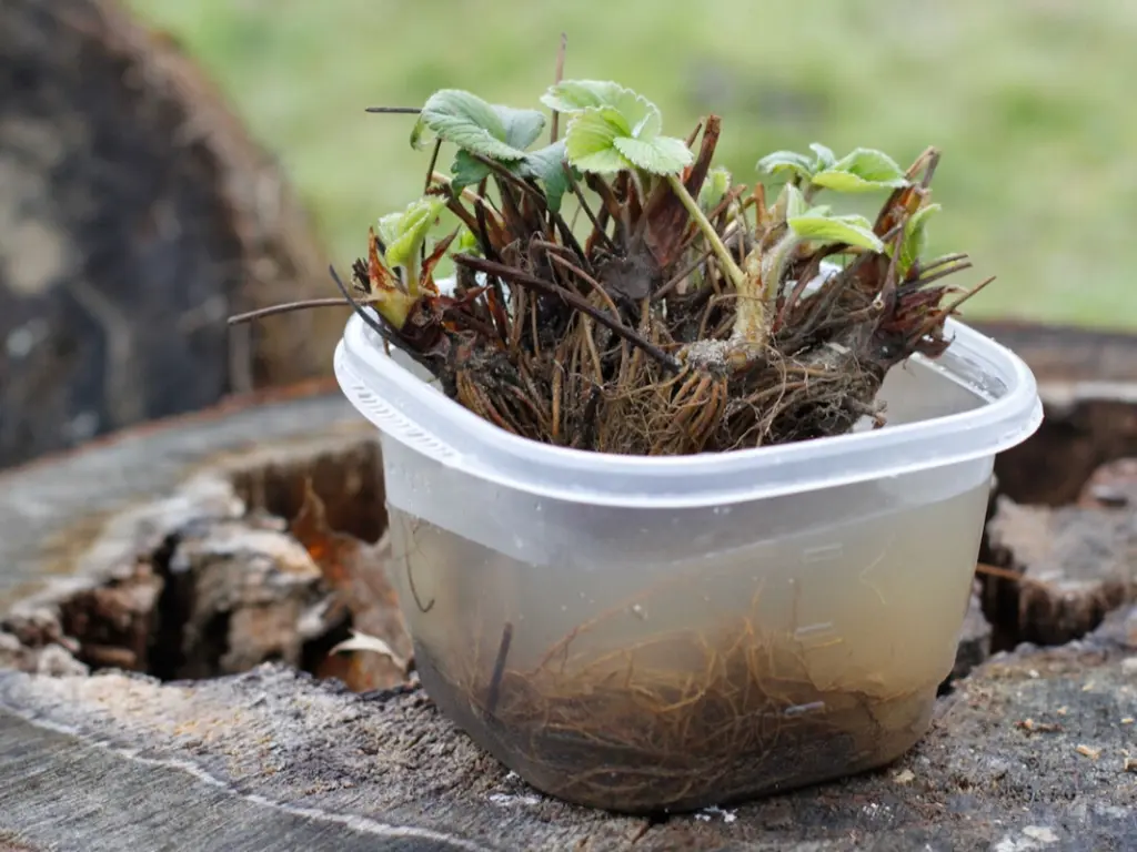 soak the bare root strawberries in water