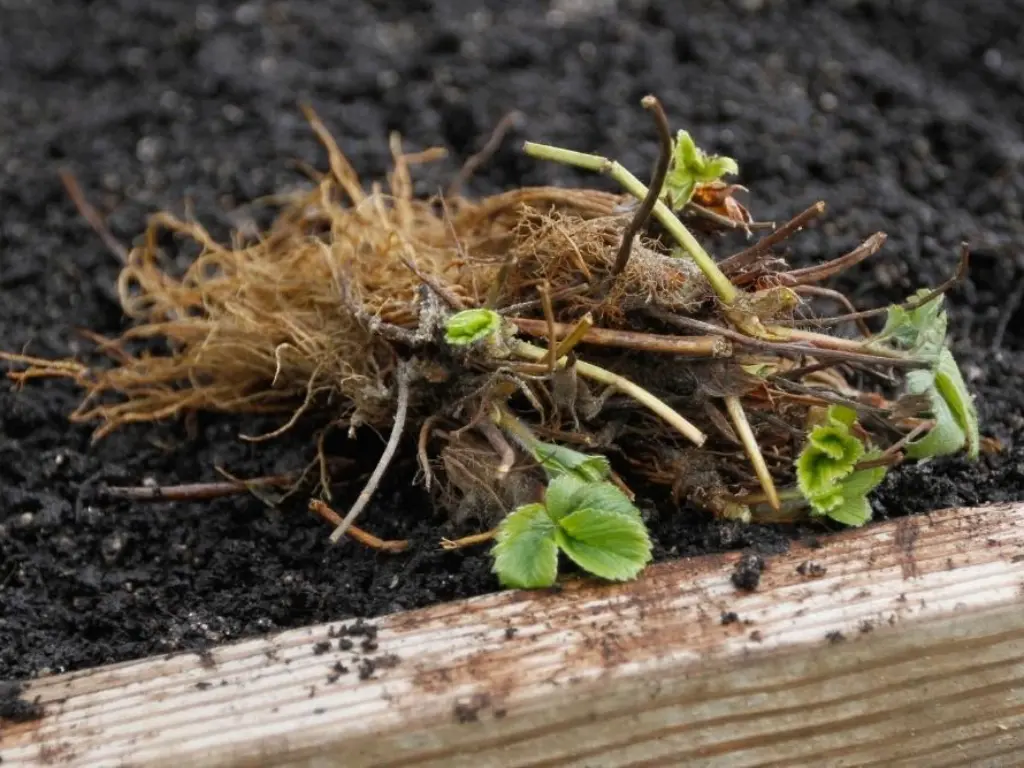 Bare Root Strawberries
