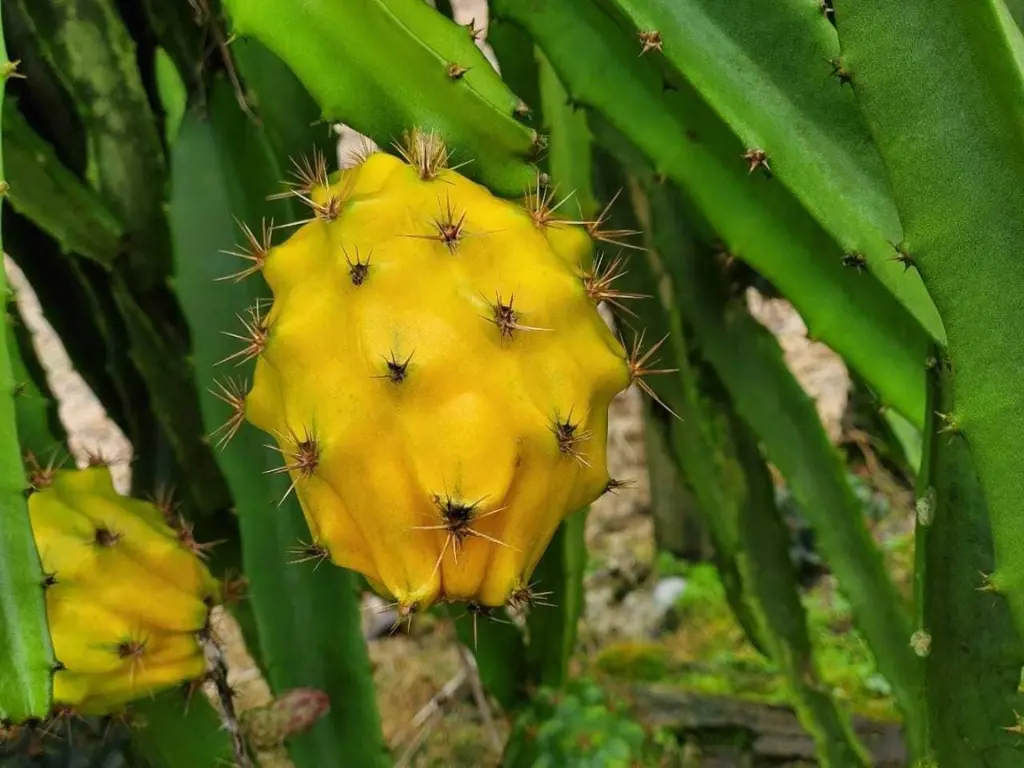 Yellow Dragon fruit and plants