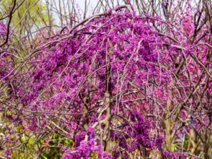Ruby Falls Weeping Redbud flowers