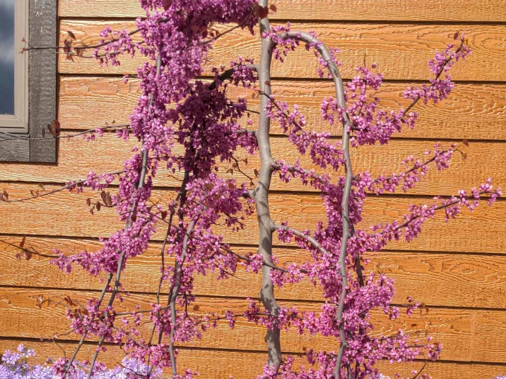 A young Ruby Falls Weeping Redbud Tree blooming against a wooden backdrop, perfect for small garden spaces.