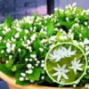 2 Jasmine Plants Live Combo - Climbing Jasmine, Fragrant, 5-9 inch, No Pot