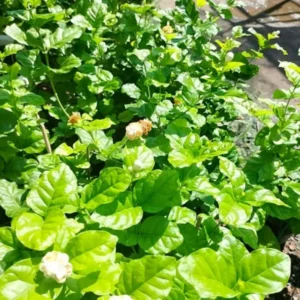 2 Jasmine Plants Live Combo - Climbing Jasmine, Fragrant, 5-9 inch, No Pot