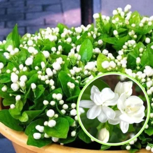 2 Jasmine Plants Live Combo - Climbing Jasmine, Fragrant, 5-9 inch, No Pot