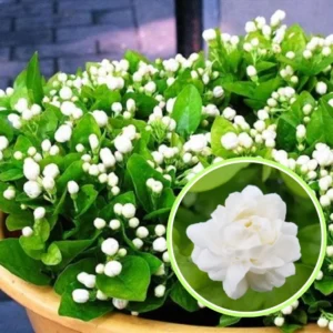 2 Jasmine Plants Live Combo - Climbing Jasmine, Fragrant, 5-9 inch, No Pot