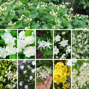 Climbing Jasmine Plants Live - Pack of 3 Fragrant Plants 5-8 Inch