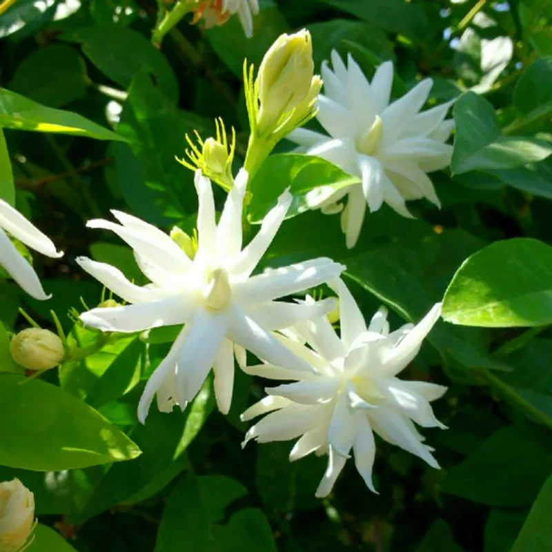 Climbing Jasmine Plants Live - Pack of 3 Fragrant Plants 5-8 Inch