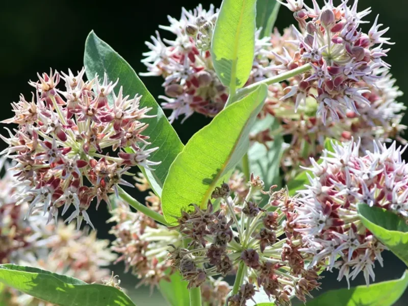 4. Showy Milkweed (Asclepias Speciosa)