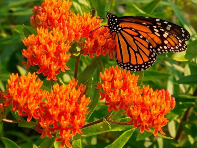 Butterfly Weed (Asclepias Tuberosa)