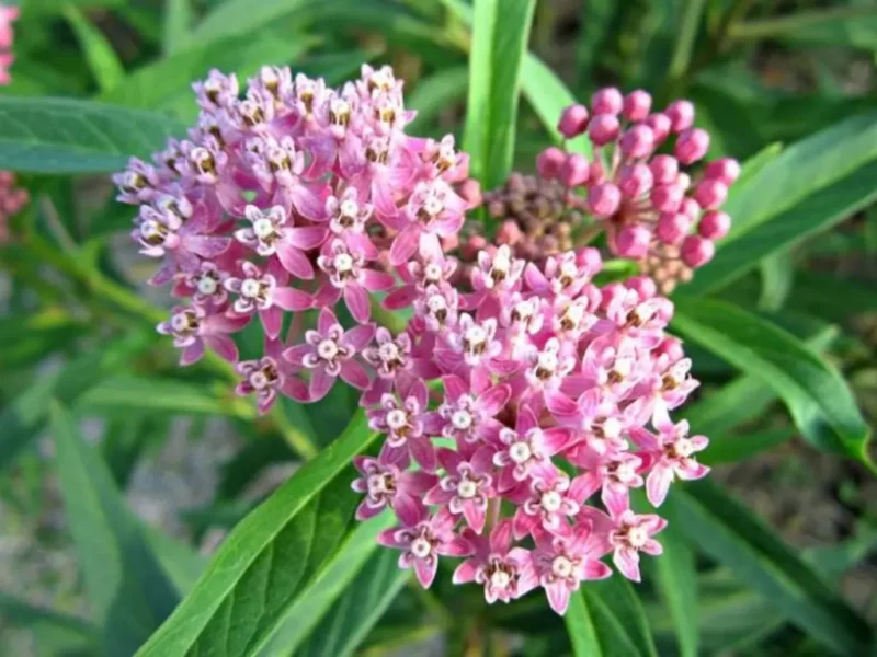  Common Milkweed (Asclepias Syriaca) - Top 5 Milkweed Varieties for Pots and Small Gardens