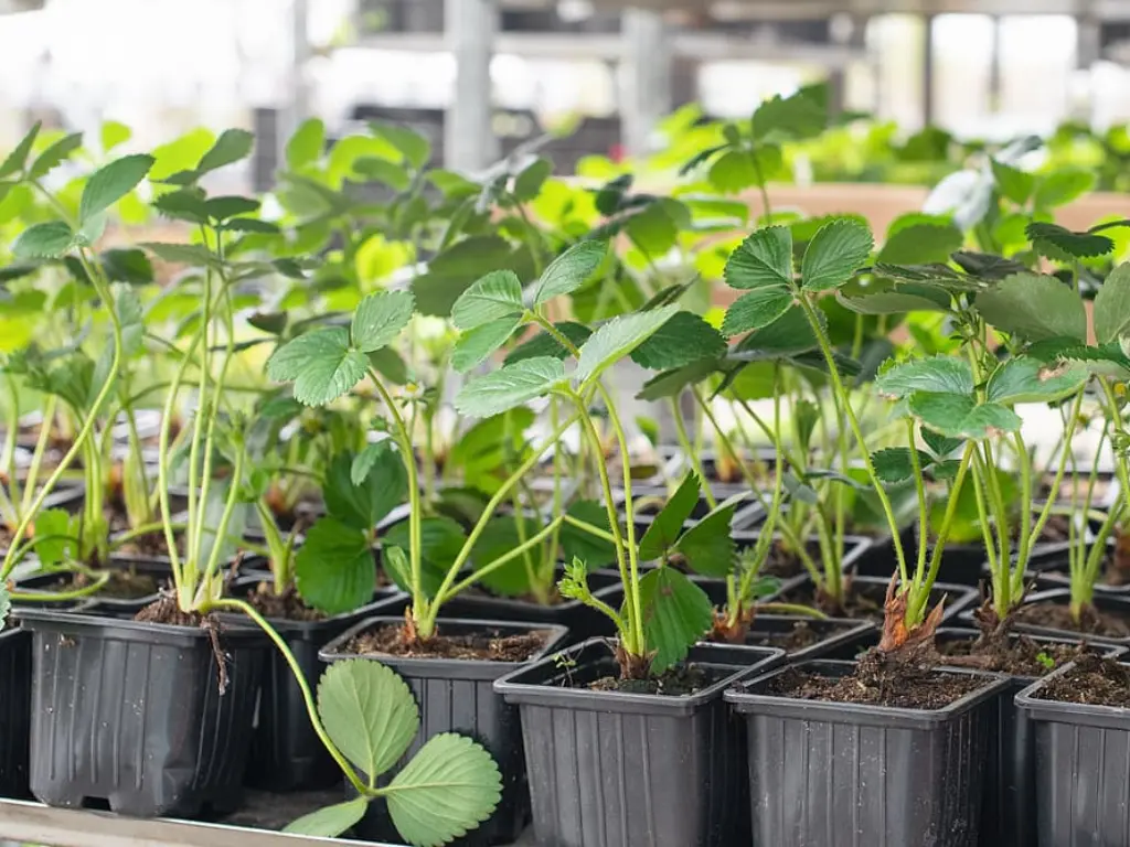 Strawberry Plant Plugs