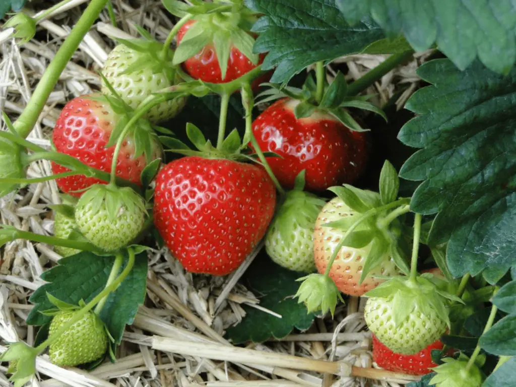 Strawberries 
