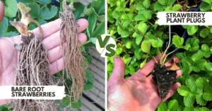 Bare Root Strawberries vs Strawberry Plant Plugs