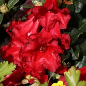 Red Rhododendron Plant Shrub - Vibrant Red Blooms for Your Garden